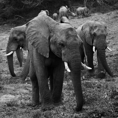 Elephants black and white