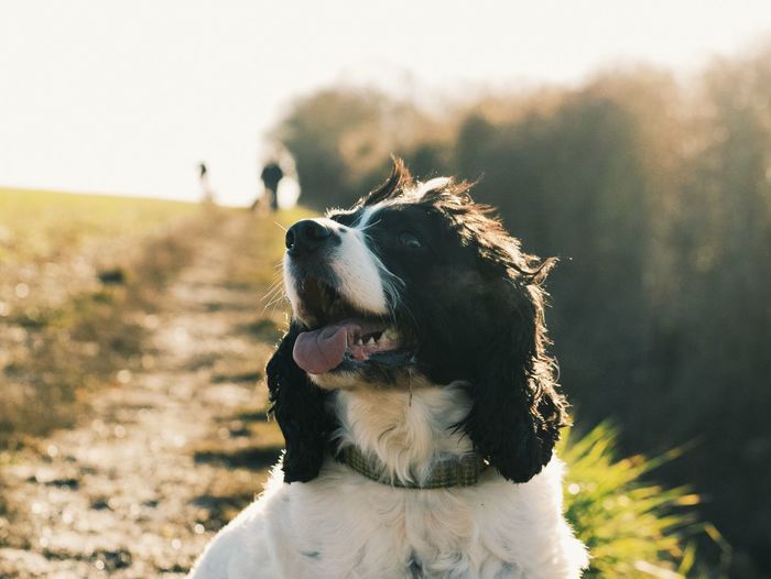 Close-up of spaniel dog on field