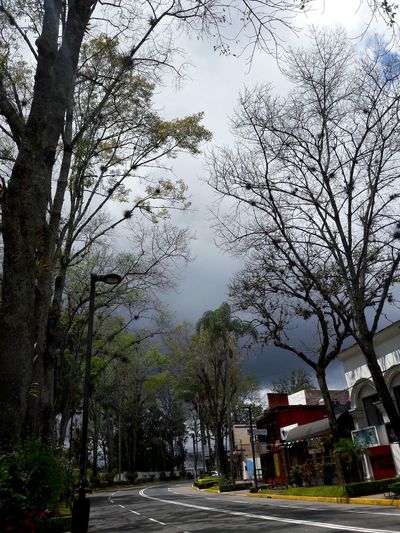 Street amidst trees against sky in city