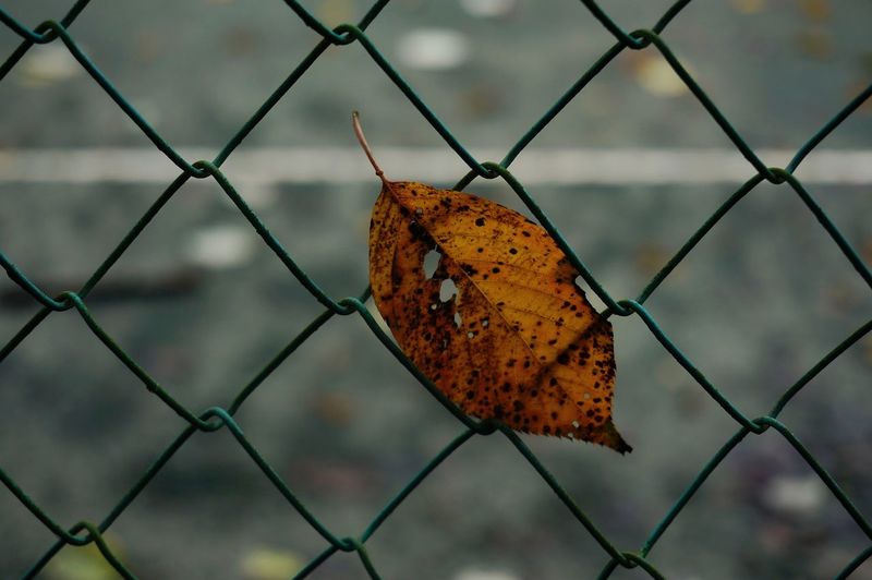 Close-up of dry leaf on chainlink fence
