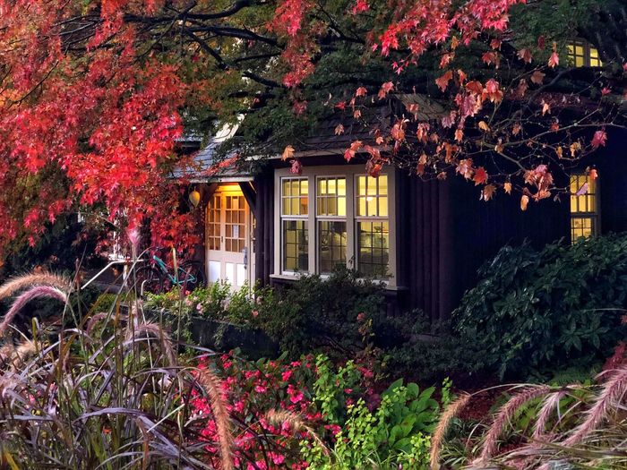 Flowering plants and trees by house during autumn