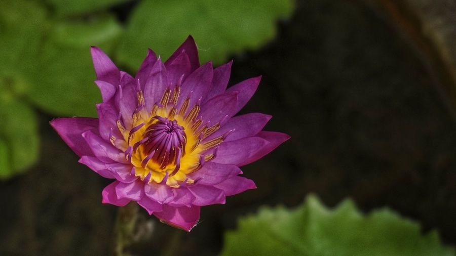 Close-up of water lily flower