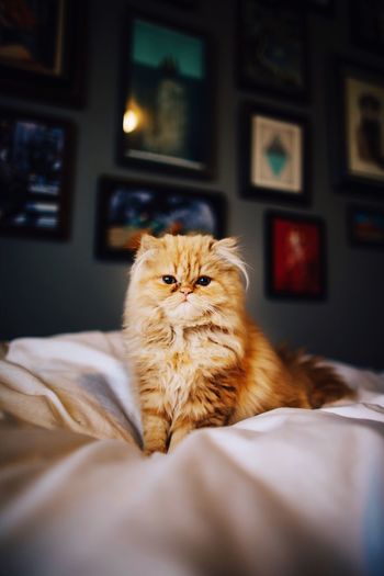 Portrait of persian cat on bed