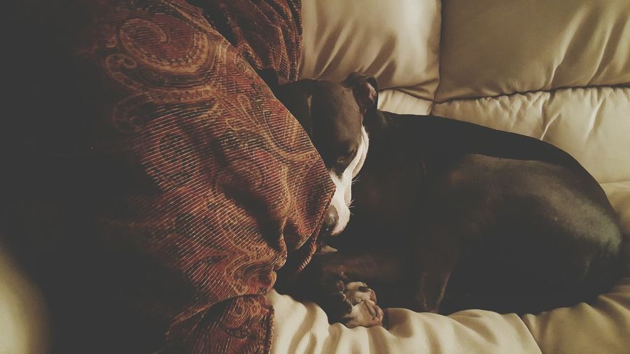 Close-up of dog sleeping on sofa at home