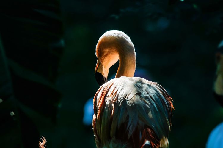 Close-up of flamingo looking away