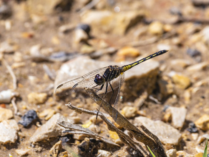 Close-up of dragonfly resting on rock