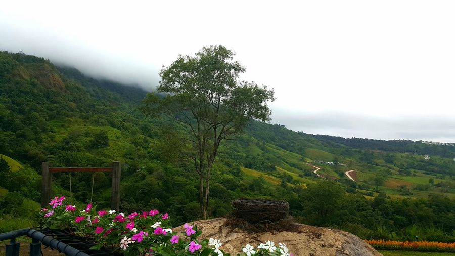 Scenic view of flowering tree by mountain against sky