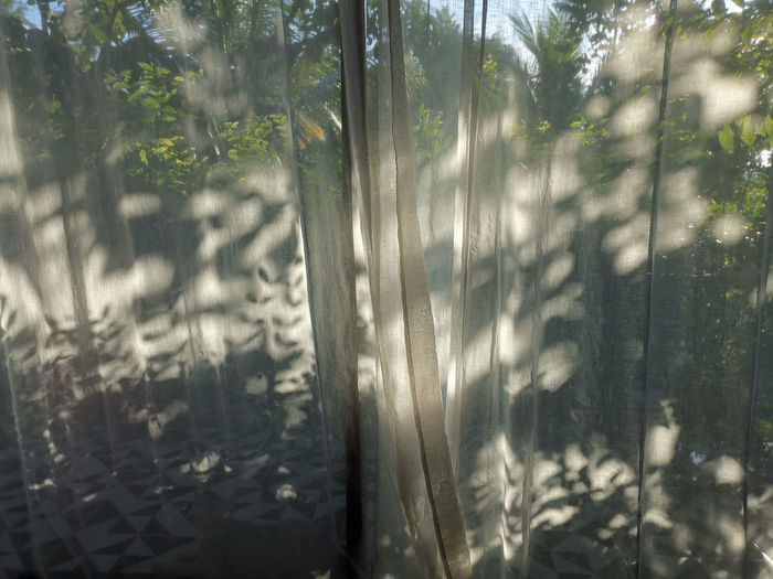 Trees in forest seen through glass window