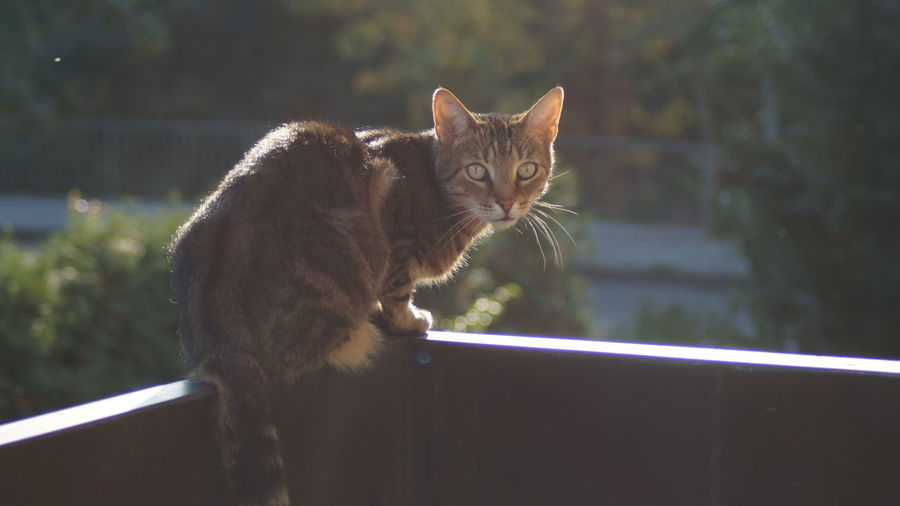 Little explorer