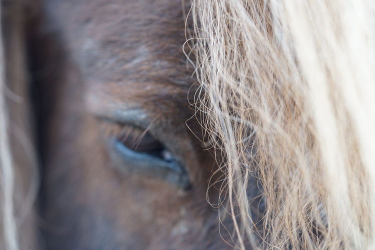 Close-up of a horse head 