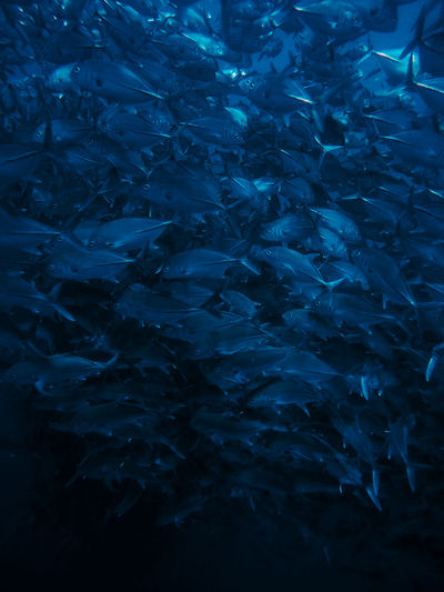 Full frame shot of fish in sea