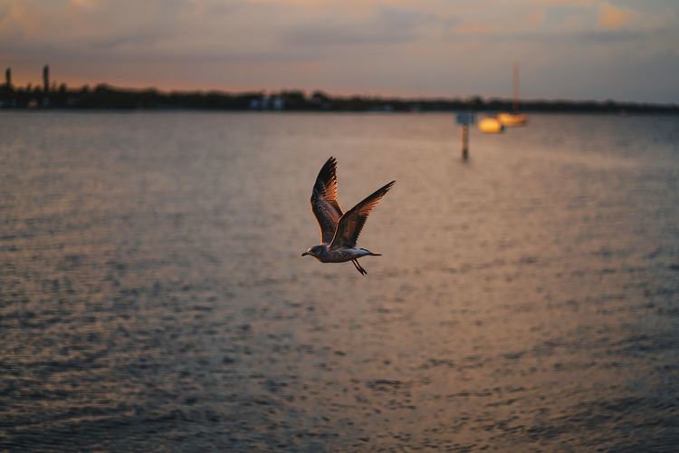 Seagull flying over sea during sunset
