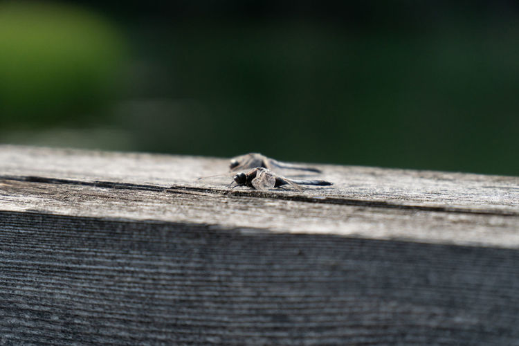Close-up of an insect on wood