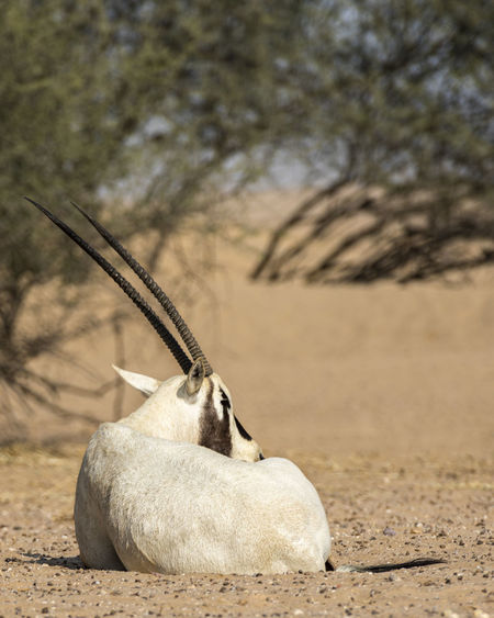 View of a arabian oryx on sand