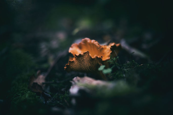 Close-up of orange mushroom growing on field