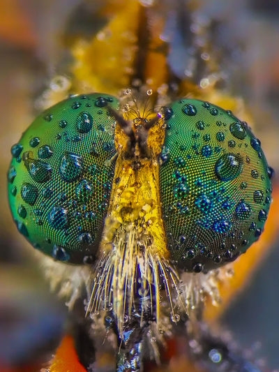 Close-up of insect during rainy season