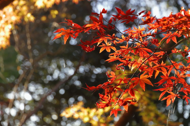 Close-up of autumnal leaves on tree