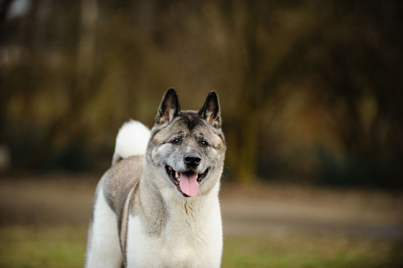 Close-up of japanese akita panting while standing on field