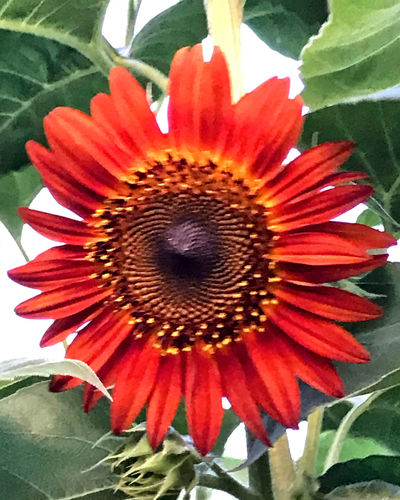Close-up of red sunflower