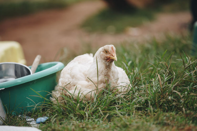 Close-up of chicken on grass