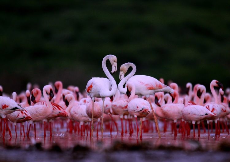 Flamingoes standing in lake