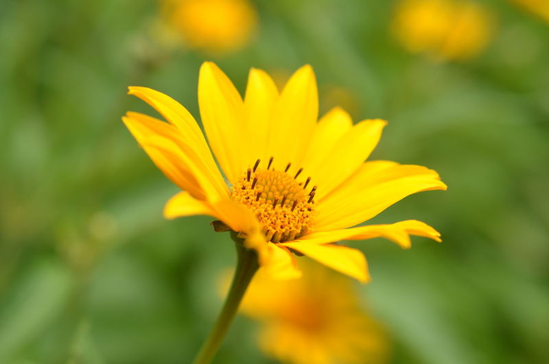 Close-up of yellow flower against blurred background