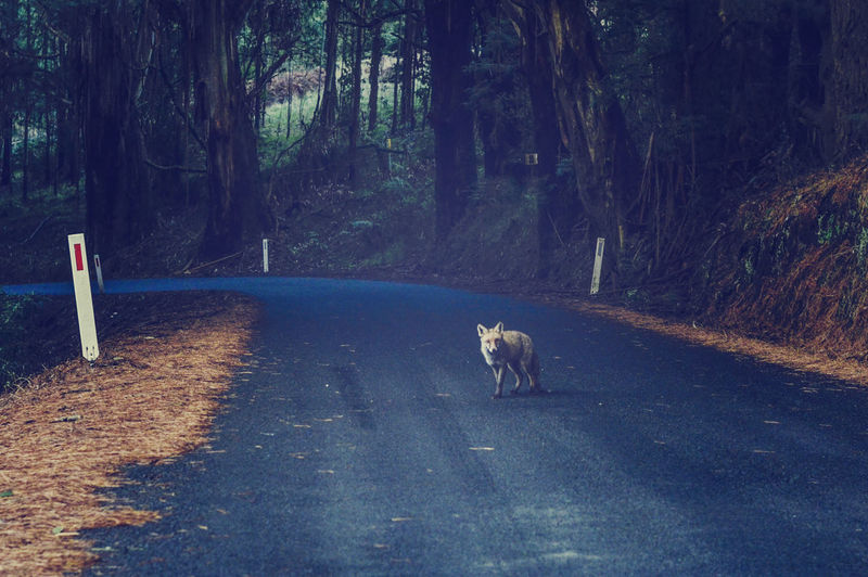 Fox on road