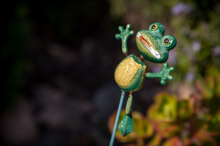 Close-up of frog toy