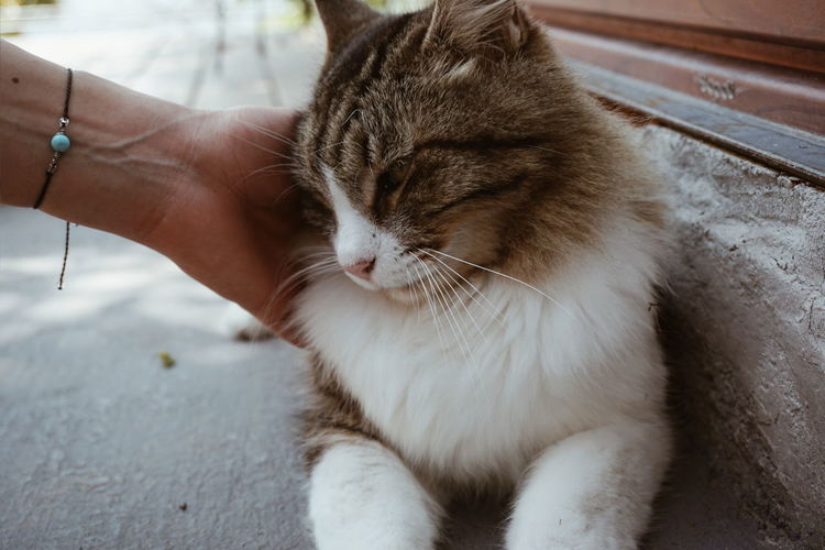 Close-up of hand touching cat