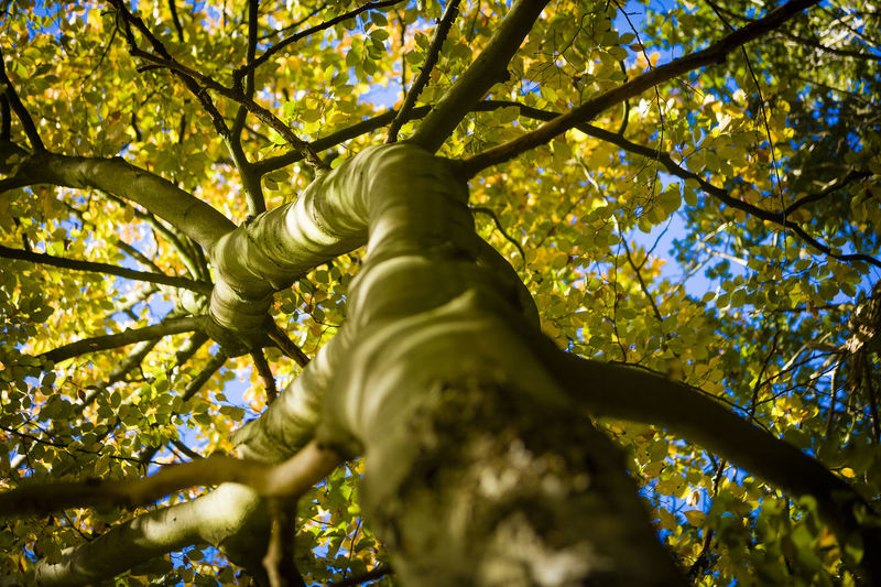 Low angle view of statue against tree