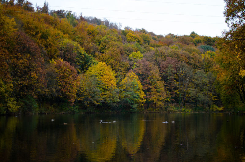 Scenic view of lake by trees against sky