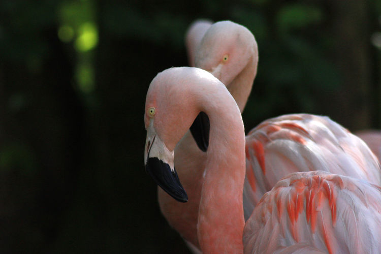 Flamingoes at zoo