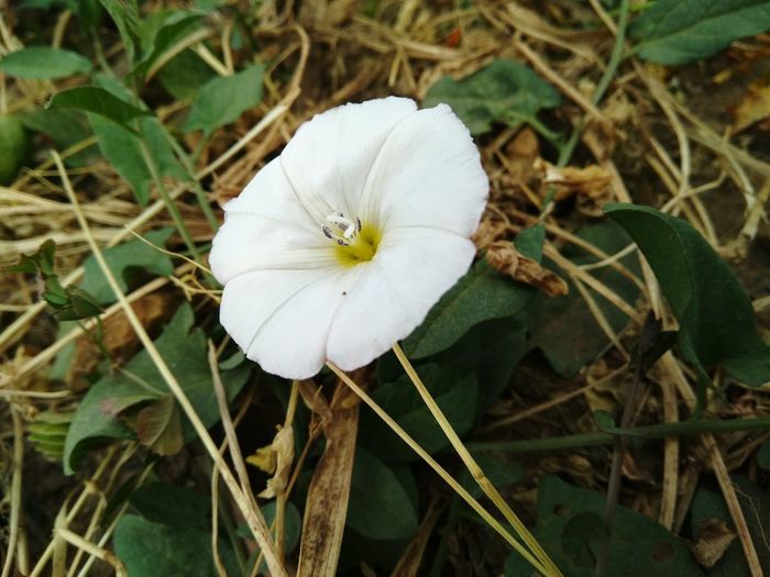 Close-up of white flowering plant on field