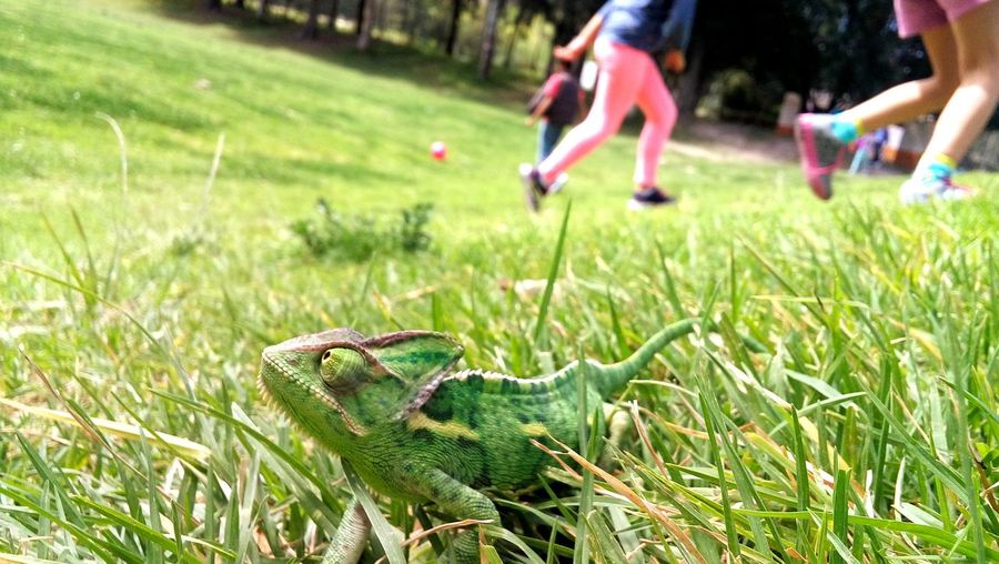 Close-up of chameleon on grass in park