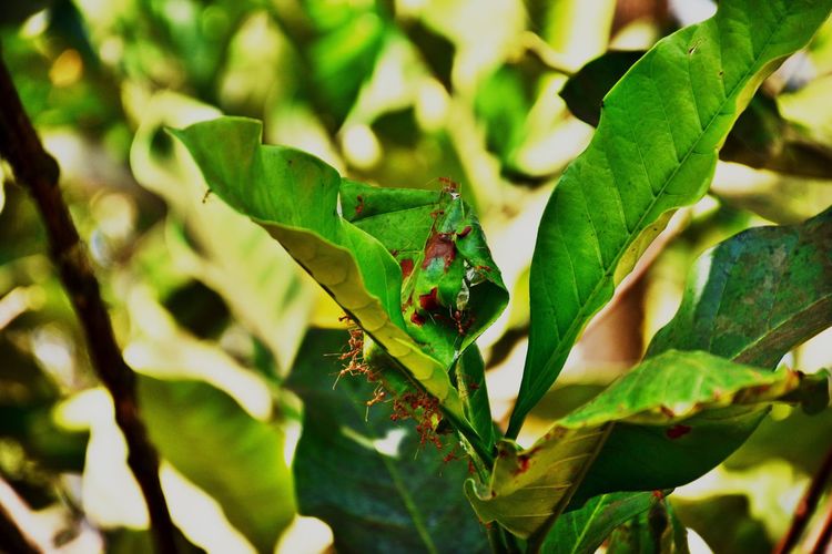 Close-up of a lizard on plant