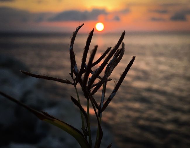 Close-up of plant against sea during sunset