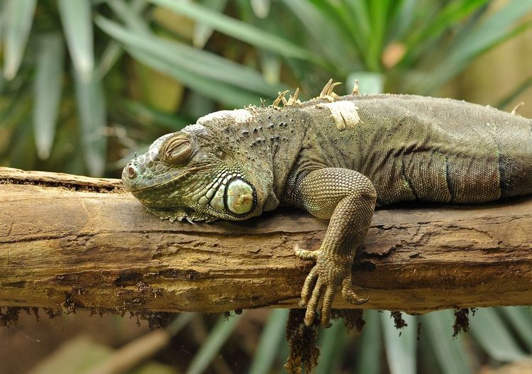 Side view of an iguana on log against blurred background