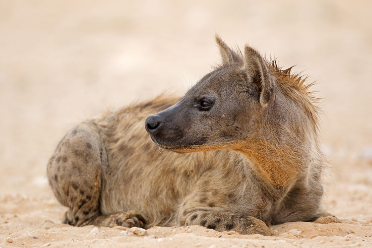 A spotted hyena - crocuta crocuta - resting, kalahari desert, south africa