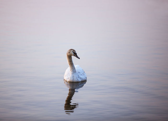 Swan swimming on lake
