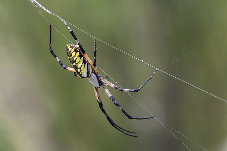 Close-up of spider on web