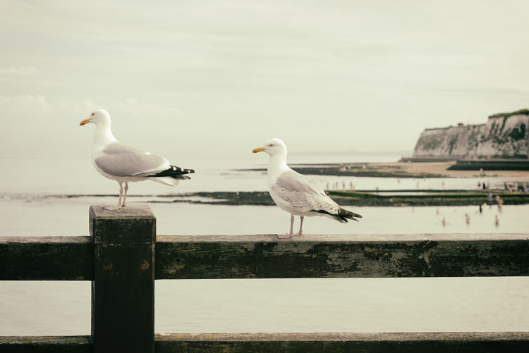 Seagulls against the sea