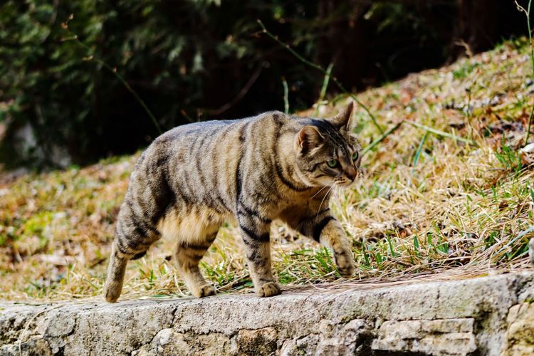 Portrait of a cat on ground