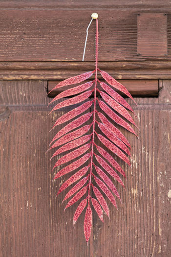 Red decorated fern for holidays on the wooden door