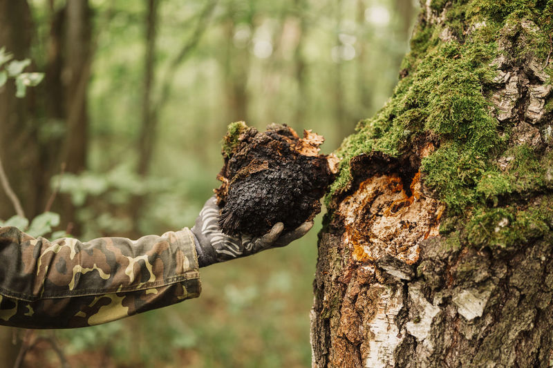 Man survivalists and gatherer with hands gathering chaga mushroom growing on birch tree trunk