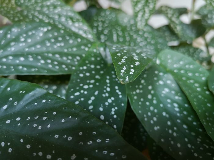 Begonia maculata, foglie a pois