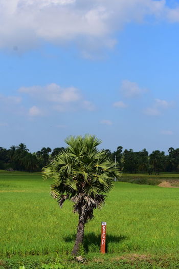 Scenic view of agricultural field against sky