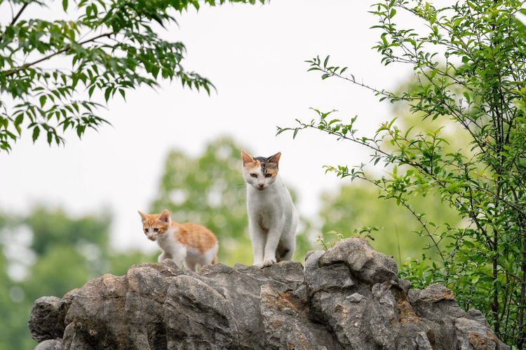 View of two cats on rock