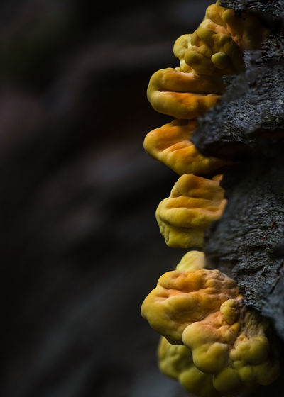 Close-up of yellow mushroom on black tree trunk