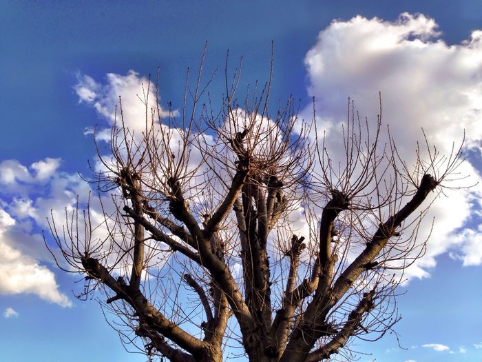 Low angle view of bare trees against cloudy sky