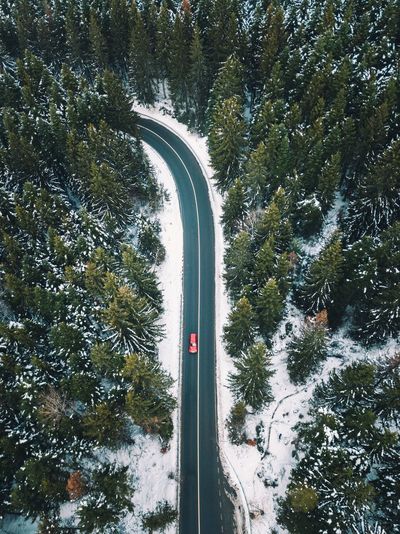 Road amidst trees in forest during winter